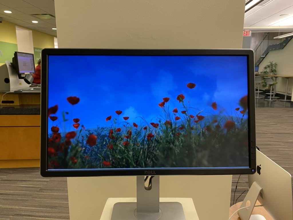 A rendered field of red poppies against a blue sky on a monitor